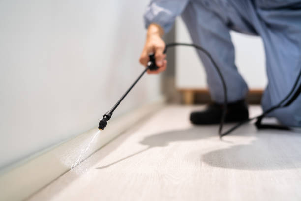 Bed Bug Pre-Treatment Preparation Assessment in San Fernando