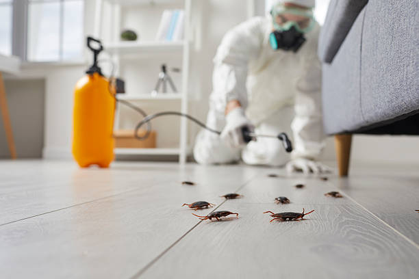 Post-Treatment Bed Bug Interceptor Monitoring in San Fernando